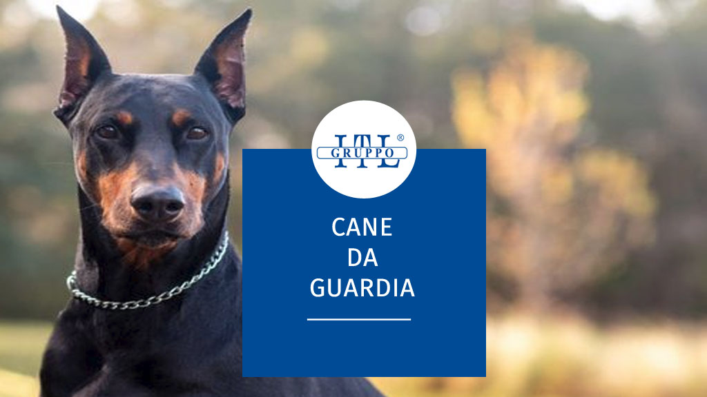 cani da guardia razze